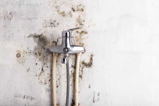 Best Office Mold Removal Services  in Tobaccoville, NC