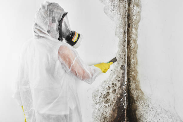 Best Mold Inspection  in Tobaccoville, NC