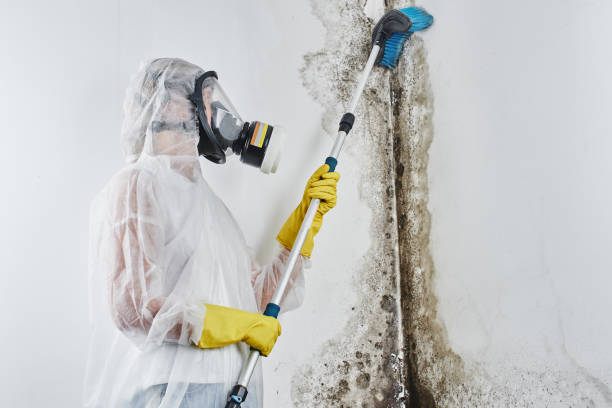 Crawl Space Mold Removal in Tobaccoville, NC