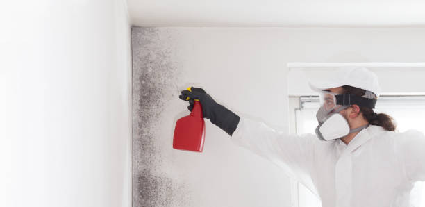 Trusted Tobaccoville, NC Mold Removal Experts
