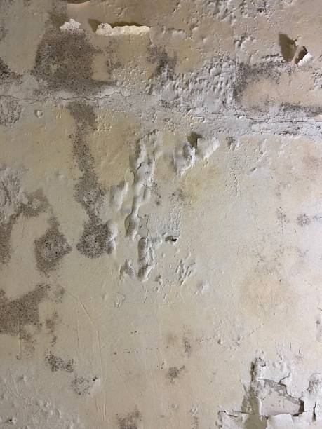 Best Crawl Space Mold Removal  in Tobaccoville, NC