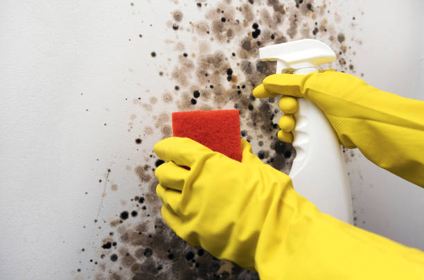 Best Fast Mold Removal  in Tobaccoville, NC