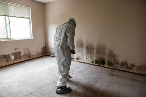 Best Emergency Mold Removal  in Tobaccoville, NC