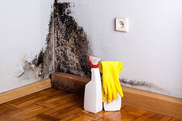Attic Mold Removal in Tobaccoville, NC