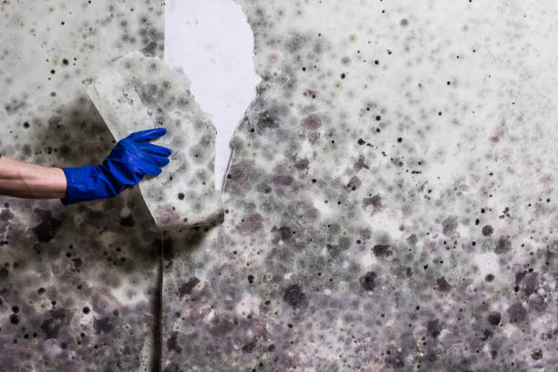 Best Mold Removal and Inspection  in Tobaccoville, NC